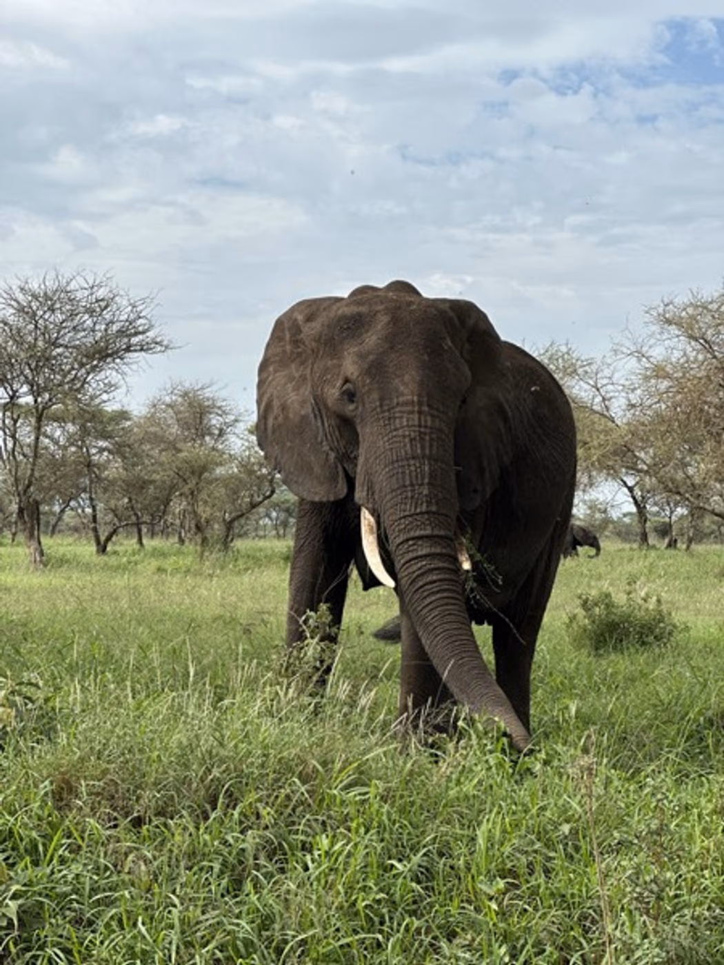 Preview of elephant portrait