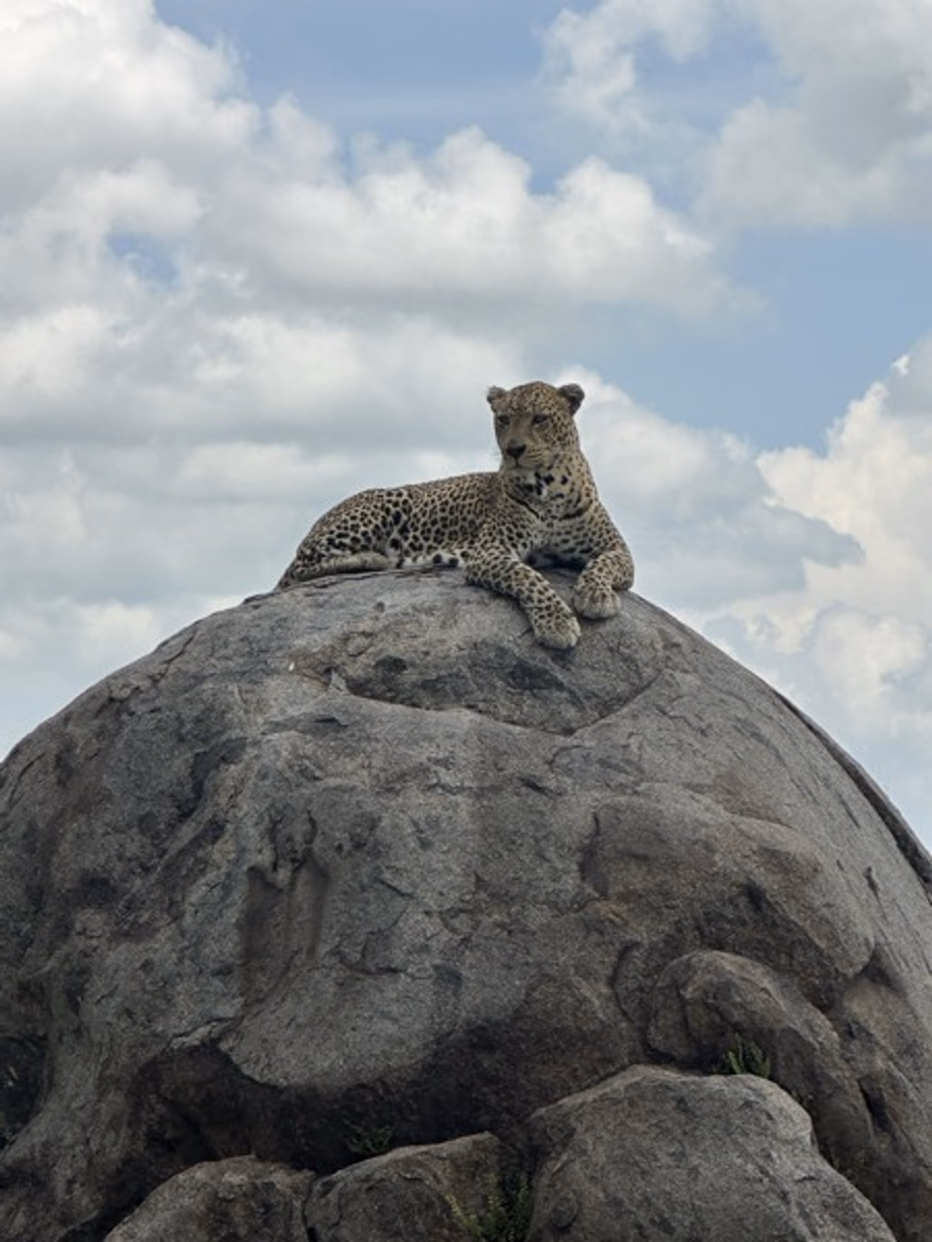 Preview of leopard lookout