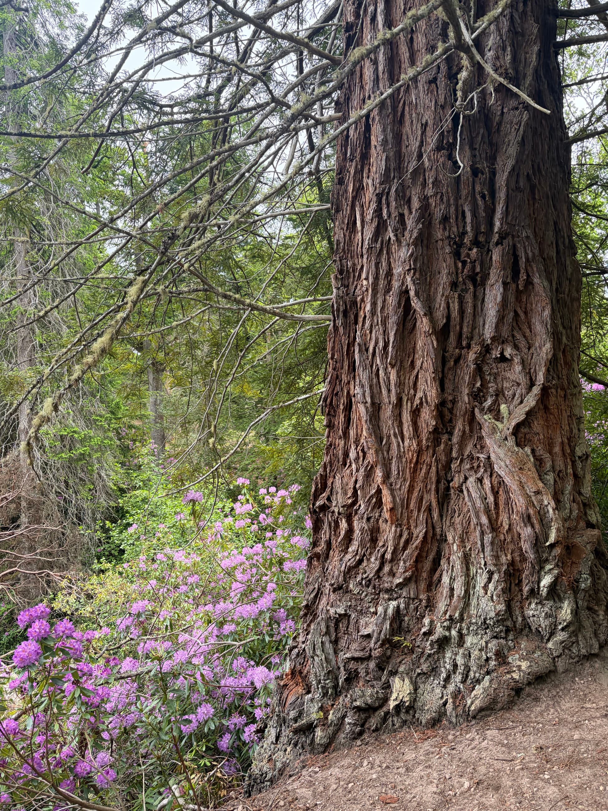 JPEG preview of the forest tree HEIC sample