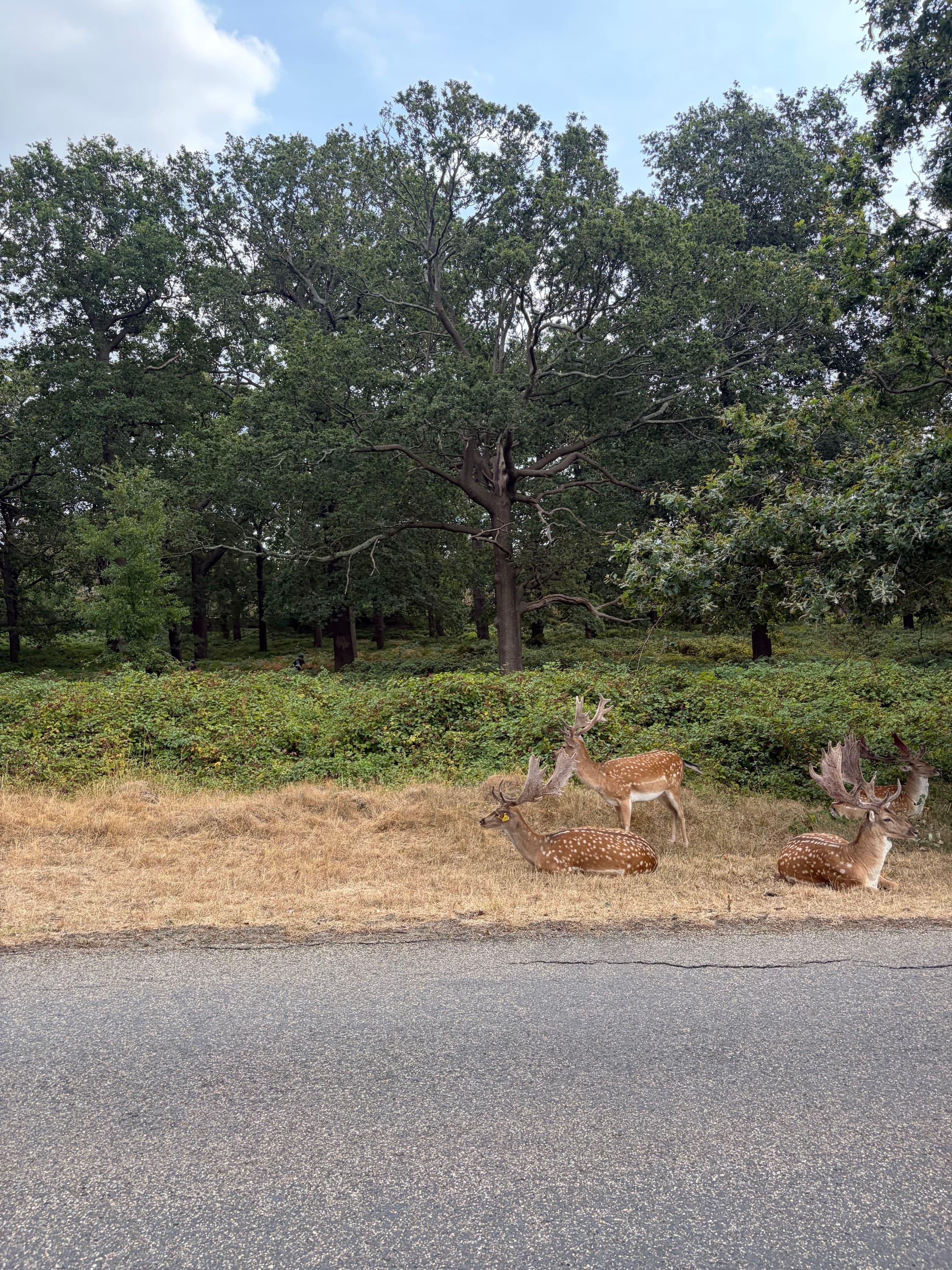 JPEG preview of deer in woodland HEIC test file
