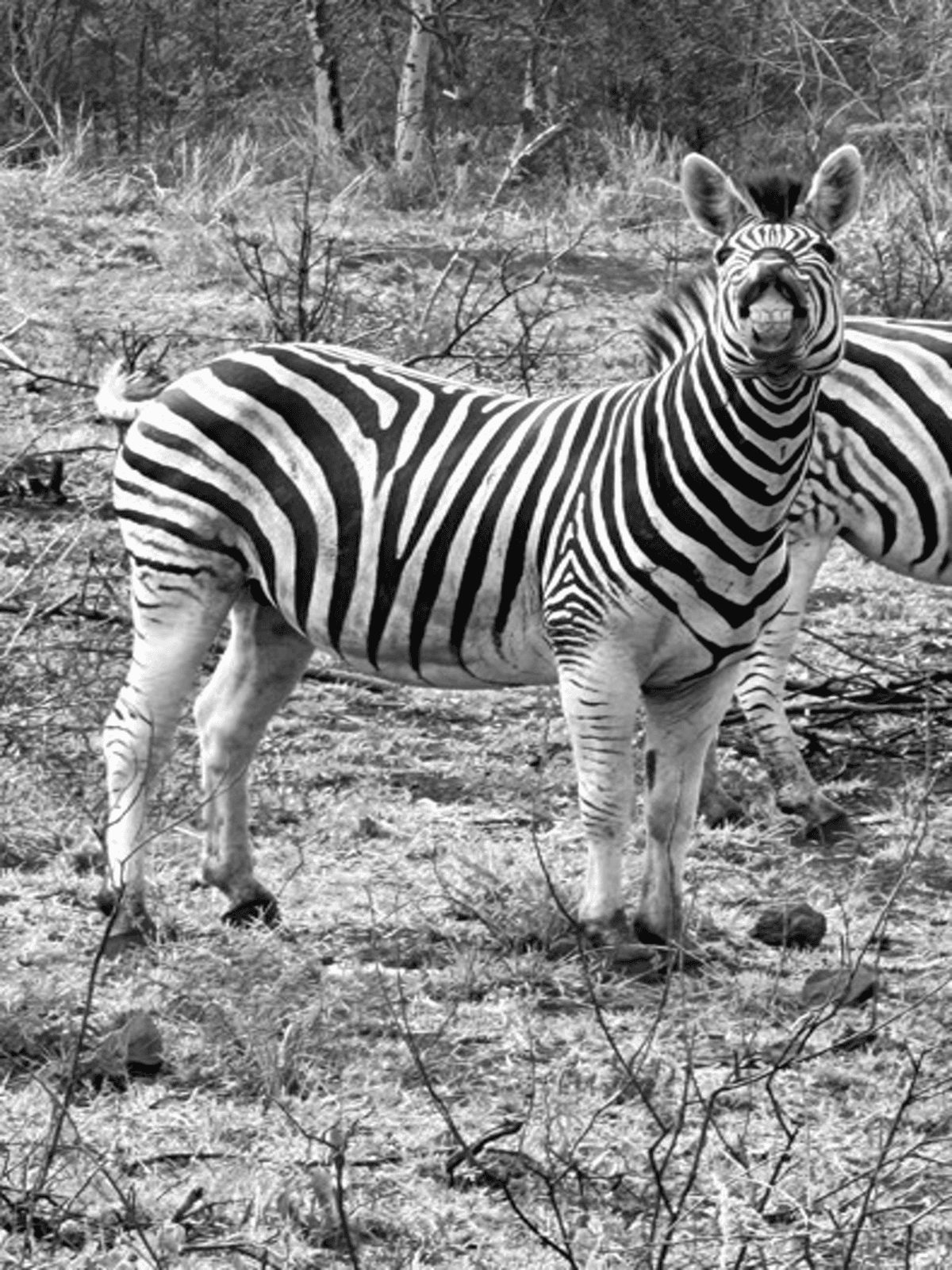 Preview of zebra 16-bit grayscale