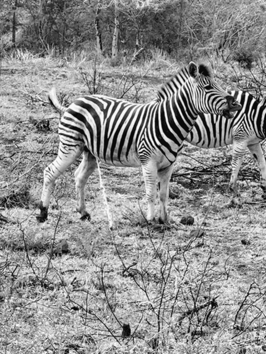 Preview of zebra grayscale
