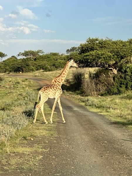 Preview of giraffe cmyk