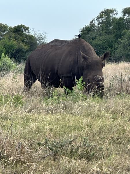 Preview of jpeg-compressed rhino