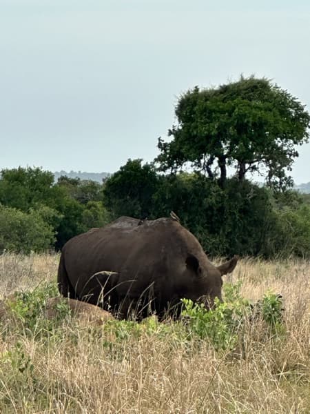 Preview of tiled rhino