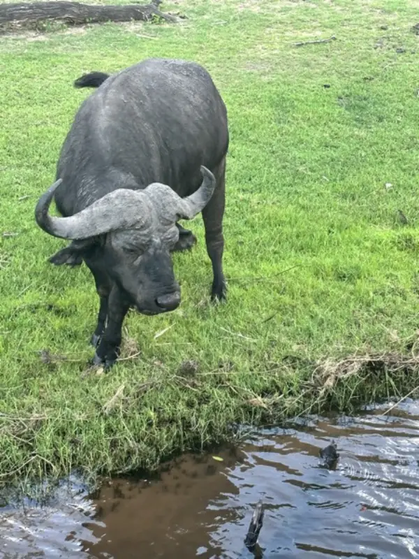 Preview of river buffalo