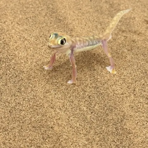 Preview of desert single-play animation