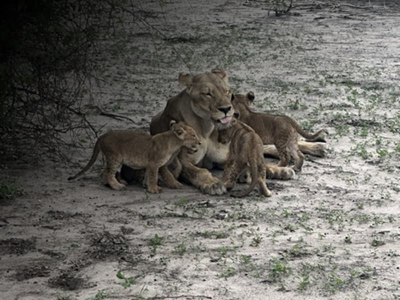 Preview of lion pride transparency