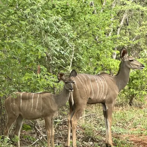 Animated WebP alternating between two wildlife photographs
